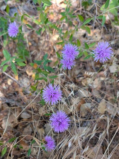 Some kind of purple spiky flowers.