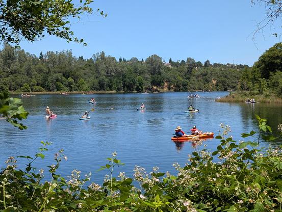 Looking out at the lake from the hiking trail. Wow is it crowded! We're almost at the point where a frog could hop across the lake from one paddle board to the next without ever touching the water.