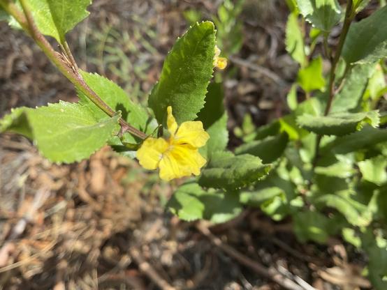 Yellow petal flowers of Boobialla 🌱 plant in Moomba Park wetland near Merri Creek.
Bright/light Green serrated leaves 🍃 
