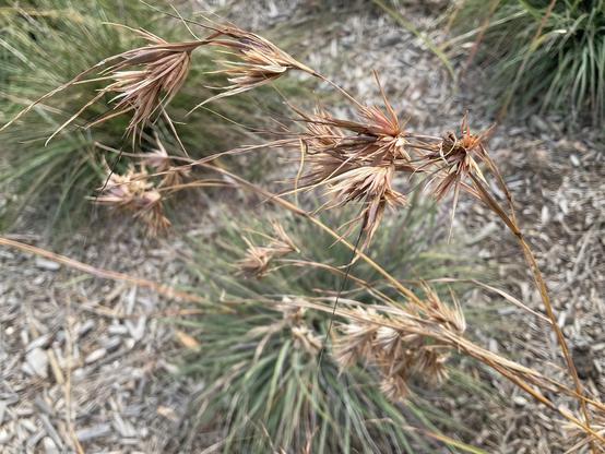 Brown spikey heads of Themeda ‘kangaroo grass” - thin long green grass - at Moomba Park wetland next to Merri Creek late am May 27th 2025.
