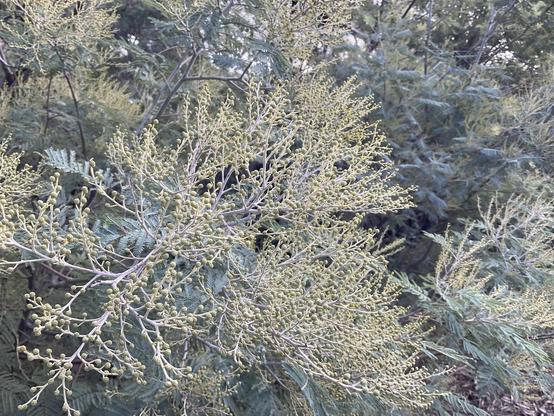 Creamy white/ Light yellow Acacia Wattle tree buds for flowers almost opening with grey/green leaves at Moomba Park wetland next to Merri Creek late ⏰ am May 27th 2025