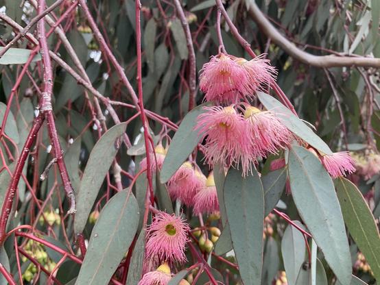 Pink flowers of eucalyptus gum tree with long pale green leaves and red twigs, brown branch at Moomba Park wetland near Merri Creek late am May 27th 2025 