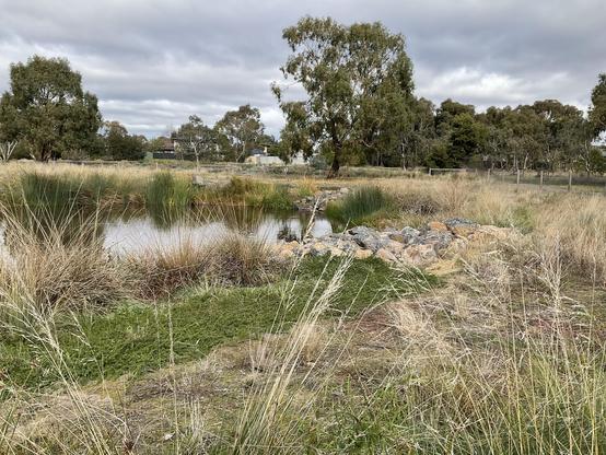 Looking through spikey green and faded yellow grasses & rushes across grey rocks to water in Moomba Park wetland which is reflecting grey rain-bearing clouds 🌧️ overhead … on the horizon established green leaves, Browne trunks of eucalyptus/ gum trees. 