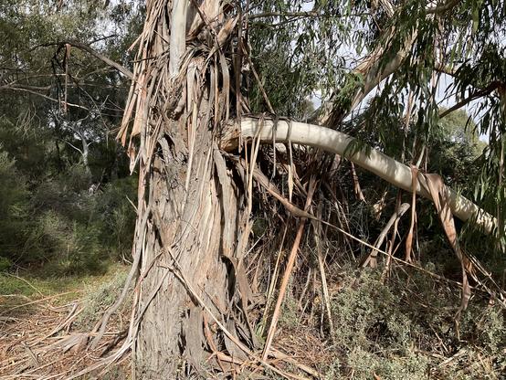Long brown Bark is loose, cascading down from established Eucalyptus/ gum trees. Long green leaves on branches above 👆🏼 