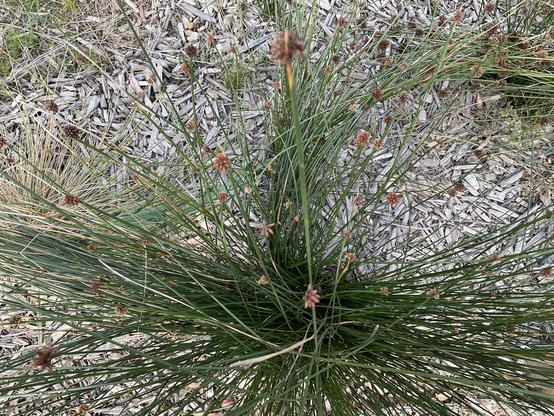 Long dark green “leaves” with brown spikey clusters of seeds growing up through greasy bark mulch on pedestrian pathway near Merri Creek late am May 27th 2025 