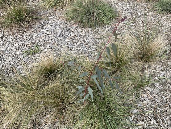 A new eucalyptus/ gum tree with red brown main trunk and branches it has long green leaves and is growing up among green long & tall native grasses amidst greed by sun bark mulch on bicycle path neat Merri Creek 