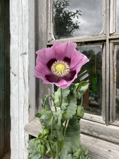 A blowsy dusky pink oriental poppy with deep red path he’s at the centre of the petals 
