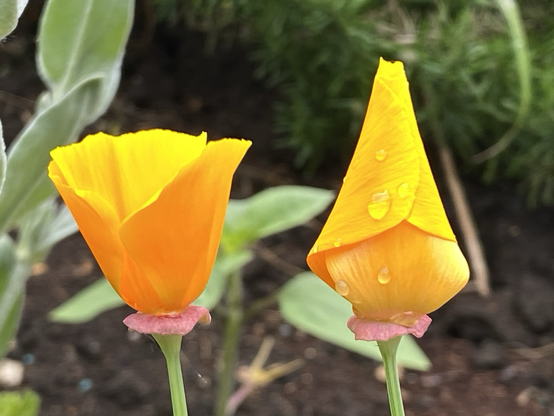 Two pale orange California poppy buds, one almost open, the other curled with rain drops on