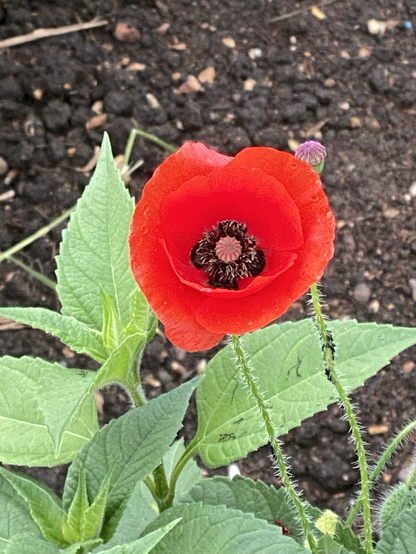 A bright red field poppy