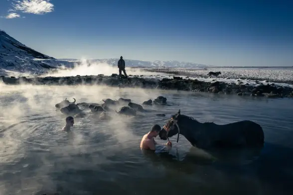 Men and water buffaloes share the warmth of the Budaklı hot springs in Bitlis, including a man with a horse.