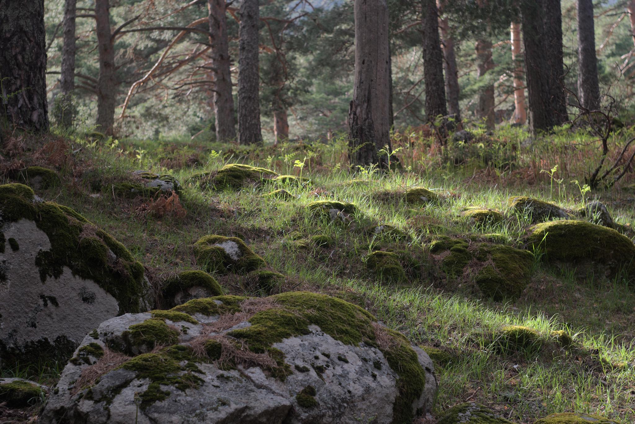 En primer plano rocas con musgo y hierba, de fondo troncos de pinos alineados, la luz ilumina la hierba y las rocas creando agradables juegos de luz y sombra.