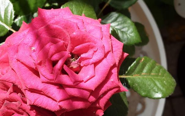 Rosenblüte mit kleiner weißen Fliege