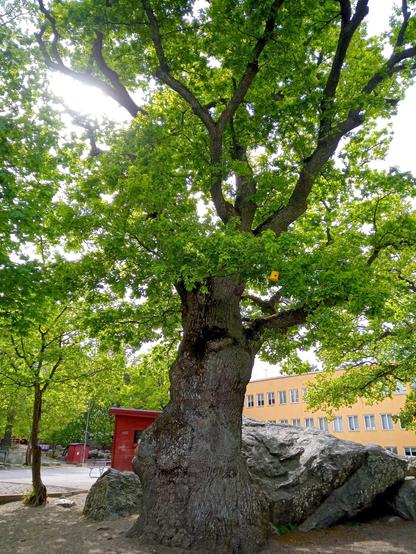 Large, old, gnarly oak tree growing next to a couple of large boulders in a schoolyard. Open surface behind the tree and beyond that, in the background, a yellow three storey school building with many windows. A little red garden shed is half visible behind the oak trunk. 