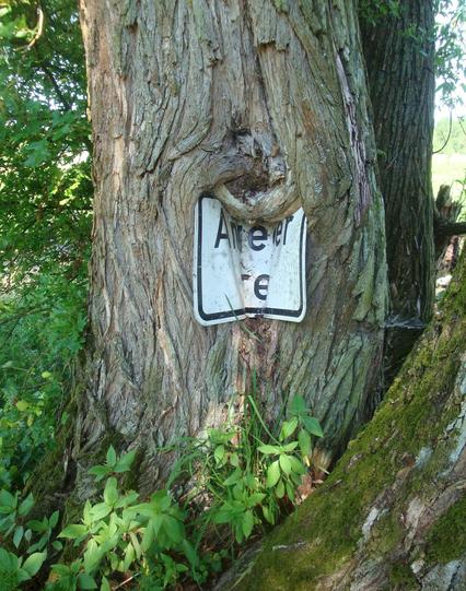 "Anlieger Frei"-Schild in der erdrückenden Umklammerung eines Baumstamms