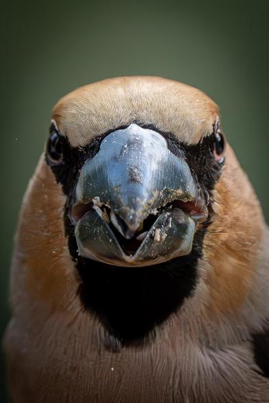 A close-up, front-view of the head of a hawfinch. The bird opens its beak slightly, revealing some crushed seeds inside.