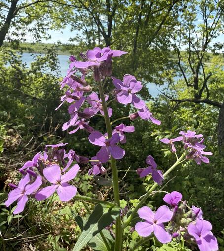 A close-up of tall, vibrant purple wildflowers blooming in a sunlit forest clearing near a lake. The background features lush green trees and a glimpse of the calm blue water under a bright sky.