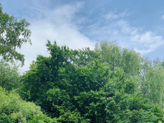 A lush green landscape featuring a variety of trees against a partly cloudy blue sky.