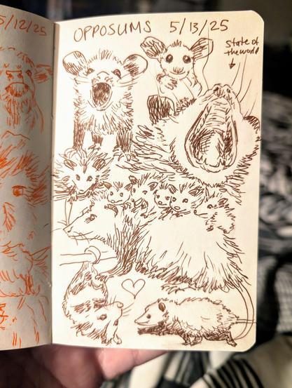 Sketchbook page of brown ink drawings of opossums. Top of thr page has the text OPOSSIUMS and 5/13/25. There sre 12 oppssums. Top left is s screaming opossum joey, to the right is a small joey face, at the top right is a wide mouthed screaming opossum with the text state of the world and an arrow pointing at the opossum. Next row to the left is a small opossum and to its right is a larger drawing of a mama opossum with 5 joeys on her back. At the bottom left is a hanging opossum and to the right is a strutting opossum.