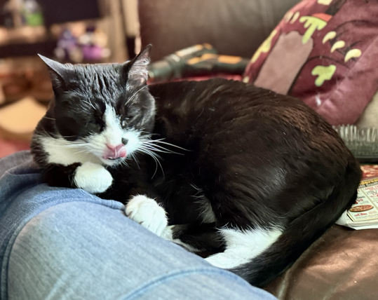 A black and white short hair tuxedo cat is curled up against a denim-clad leg, with his pink tongue curled up, caught in the act of cleaning his paws. 