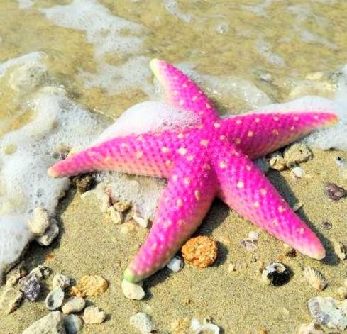 Beautiful hot pink star fish in the foam of water on the beach 