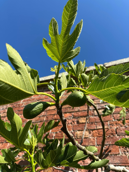 A branch with large leaves and two green oval fig fruits sprouting from it is growing in front of a red brick wall. Above is a cloudless Mediterranean blue sky. 