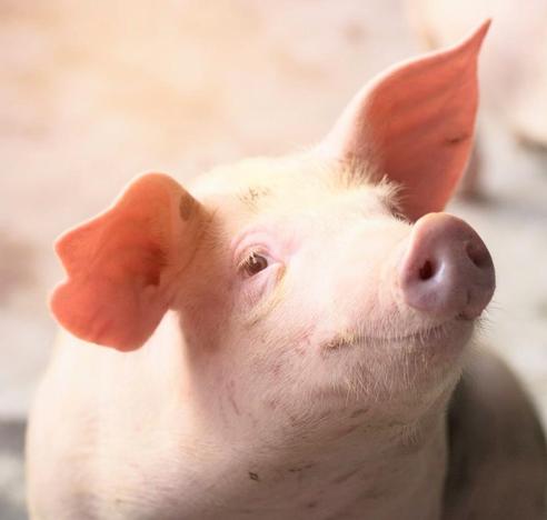 Cute little pink pig