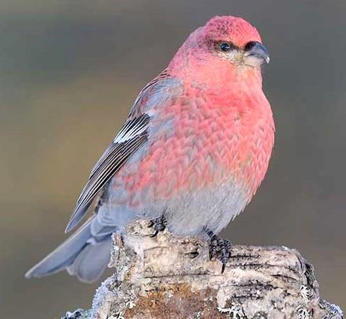 Beautiful pink and light blue bird