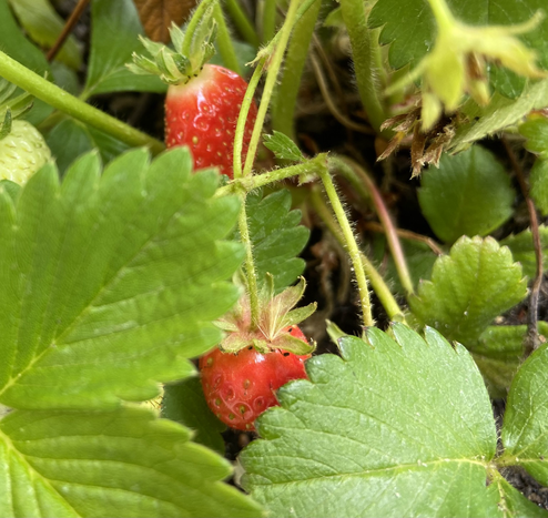 Grüne Blätter, rote Erdbeeren 