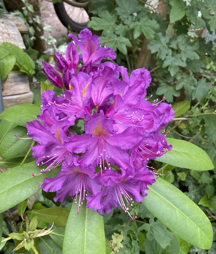 Lila Rhododendronblüte, grüne Blätter 