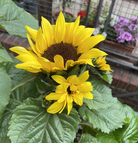 Zwei Sonnenblumen, grüne Blätter 
