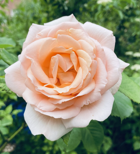 Lachsfarbene Rosenblüte, grüne Blätter 