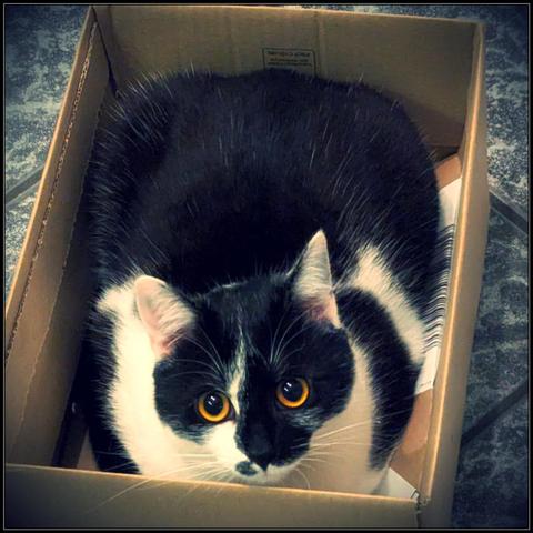 Lemon the cat sitting in a box that she precisely fits in, looking up at the camera. She's looking suspiciously innocent, showing off her gorgeous amber colored eyes.