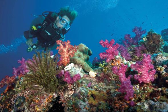 Full Day Snorkeling Trip at SharmFull Day Snorkeling Trip at Sharm