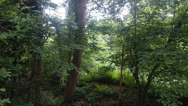 A landscape phone of the forest. Several broad trees on the left of the frame with smaller trees to the right.  The floor is a mixture of brown leaves and bracken. It looks very much like a quite lush forest. The sky is bright, but grey; not blue.
