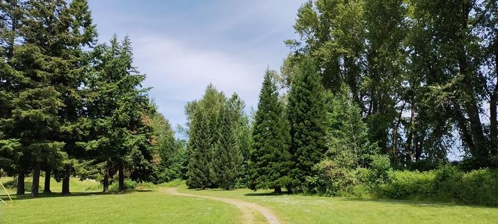 Photo from Mt Vernon in Western WA, at North Edgewater Park, just some nice trees :)