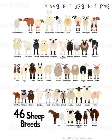 a digital poster of sheep breeds chart.