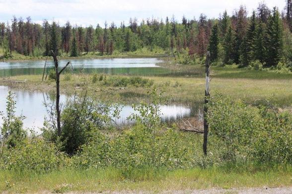 A swamp at the end of a shallow lake or along a river, with broken brush in the foreground and a heavy growth of trees in the background.