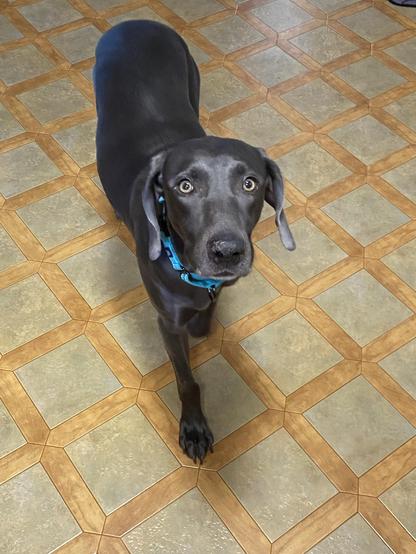 Piper, a dark gray weimaraner, approaching me in the kitchen