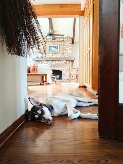 A despondent husky dog is lying on a hardwood floor in a cozy, modern home interior. The background features a brick fireplace and wooden furniture, suggesting a warm and inviting atmosphere.