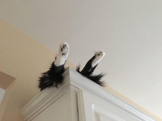 Looking up at the top of kitchen cabinets. All one can see are two black and white furry tuxedo cat back legs sticking out over the edge.