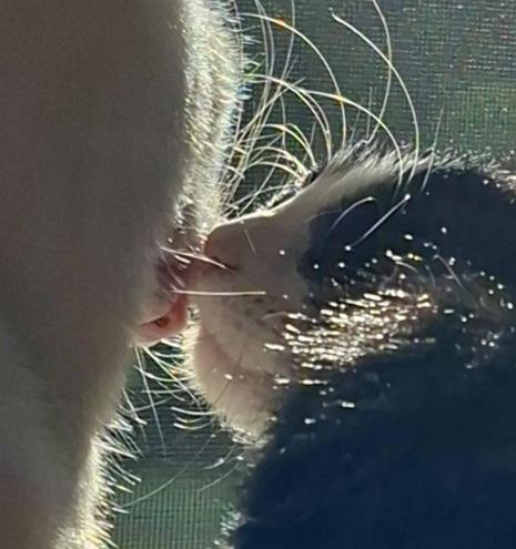 White and blick and white cat giving each other a little kissi