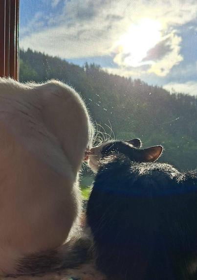 White and blick and white cat in front of sunrise