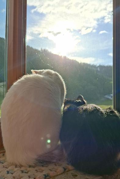 White and blick and white cat in front of sunrise