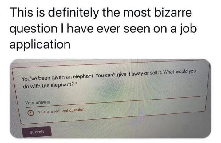 a job application question. The text at the top of the image says: "This is definitely the most bizarre question I have ever seen on a job application". The question on the screen reads: "You've been given an elephant. You can't give it away or sell it. What would you do with the elephant? *"