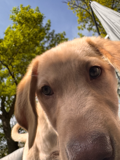 Just me, Jake the puppy. Send treats or pets to my house. It’s near some trees.