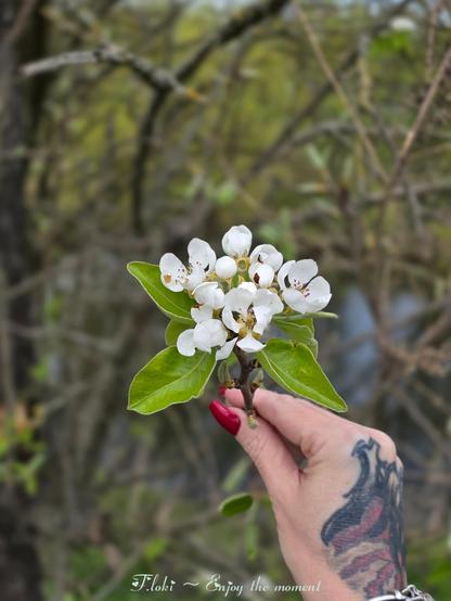 In der Mitte des Bildes ruht ein blühender Zweig der Europäischen Kultur-Birne (Pyrus communis). Es ist Frühling, und die Natur flüstert in weißen Blüten. Der Ast trägt mehrere offene Blüten mit fünf zarten, schneeweißen Blütenblättern. In ihrer Mitte stehen dunkle Staubblätter mit rosafarbenen Spitzen – wie winzige Pinsel. Dazwischen warten kugelige Knospen, prall vor Aufbruch.

Die Blätter sind sattgrün, jung, oval geformt und glänzend. Ihre Adern zeichnen sich wie feine Linien ab – als würde der Morgentau noch auf ihnen ruhen.

Gehalten wird der Zweig von einer Hand. Die Nägel sind lang und kräftig dunkelrot lackiert – ein eleganter Kontrast zur Zartheit der Blüten. Auf dem Handrücken zieht sich ein ausdrucksstarkes Tattoo in Schwarz mit roten Akzenten: ein mythisches Wesen, halb Schmetterling, halb Drache – Symbol von Wandlung und Kraft. Am Handgelenk glänzt ein silberfarbenes Armband.

Der Hintergrund verschwimmt in weichem Bokeh: junge Triebe, zarte Äste, vielleicht das flüchtige Grün eines Waldrands oder ein stilles Gewässer im Zwielicht. Alles bleibt unscharf wie ein leiser Traum – nur der Blütenzweig und die Hand stehen im scharfen Fokus, als hielte die Welt den Atem an.

Am unteren Bildrand, in verspielter Kalligrafie: „Floki ~ Enjoy the moment“ – eine stille Erinnerung daran, dass das Jetzt das Einzige ist, was wirklich blüht.