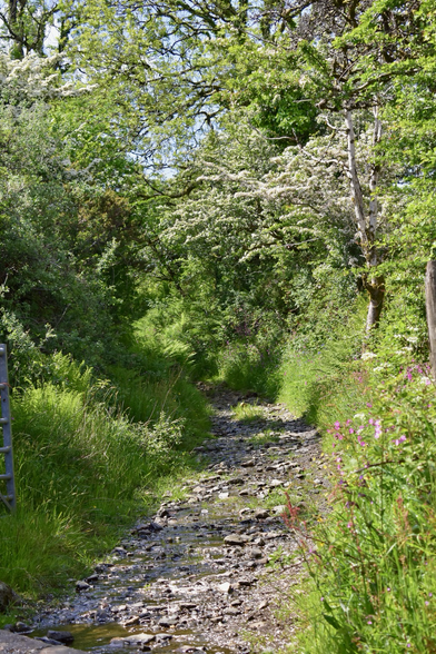 A footpath bordered with wild flowers 
