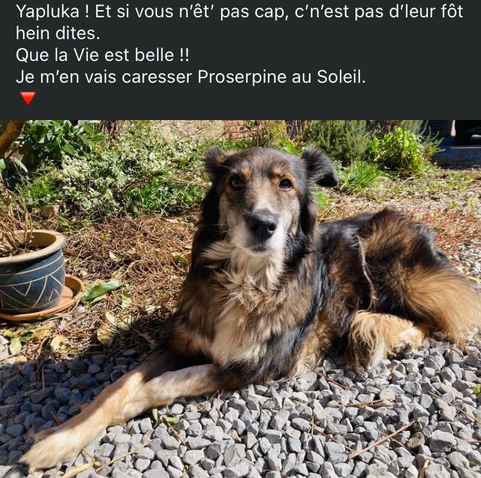 Yapluka ! Et si vous n’êt’ pas cap, c’n’est pas d’leur fôt hein dites. Quela Vie est belle !! Je m’en vais caresser Proserpine au Soleil. 🔻