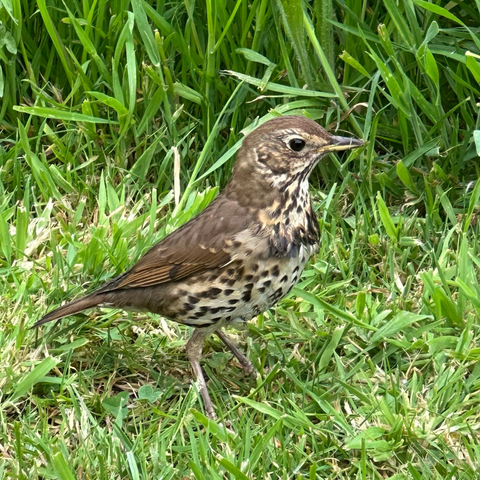 Close up of a song thrush, brown back, tail and head. Speckled beige-brown-cream throat chest and belly. Beady black eye and pale brown legs. It’s standing tall in the grass, looking to the right of the frame.