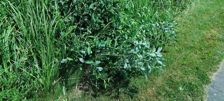 slap hangende planten door landbouwgif